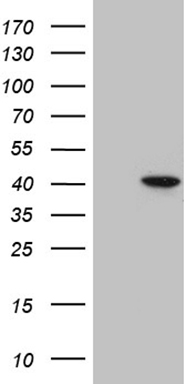 UROD Antibody