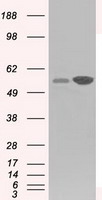 USP13 Antibody