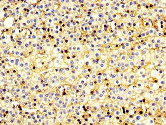 USP20 Antibody