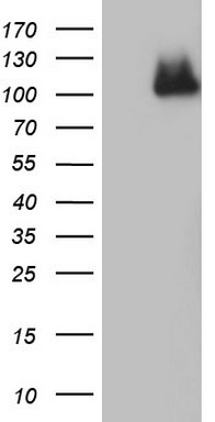 USP48 Antibody