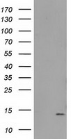 USP5 Antibody