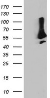 USP5 Antibody