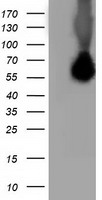 USP5 Antibody