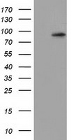 USP5 Antibody