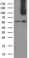 USP5 Antibody