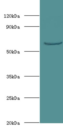 UGP2 Antibody (FITC)