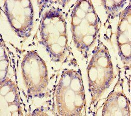 XPNPEP1 Antibody