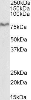 XPNPEP1 Antibody