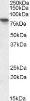 XPNPEP1 Antibody