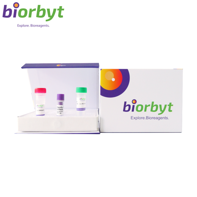 Goat Rabbit IgG(H+L) Antibody, FITC conjugated