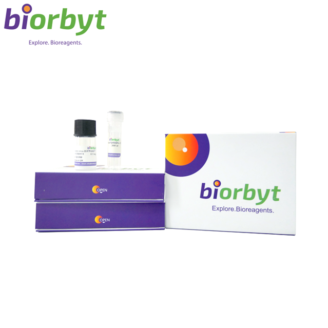Rabbit IgG Isotype Control